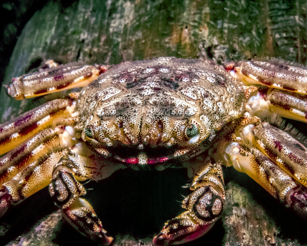Le crabe porcelaine vert (Petrolisthes armatus)