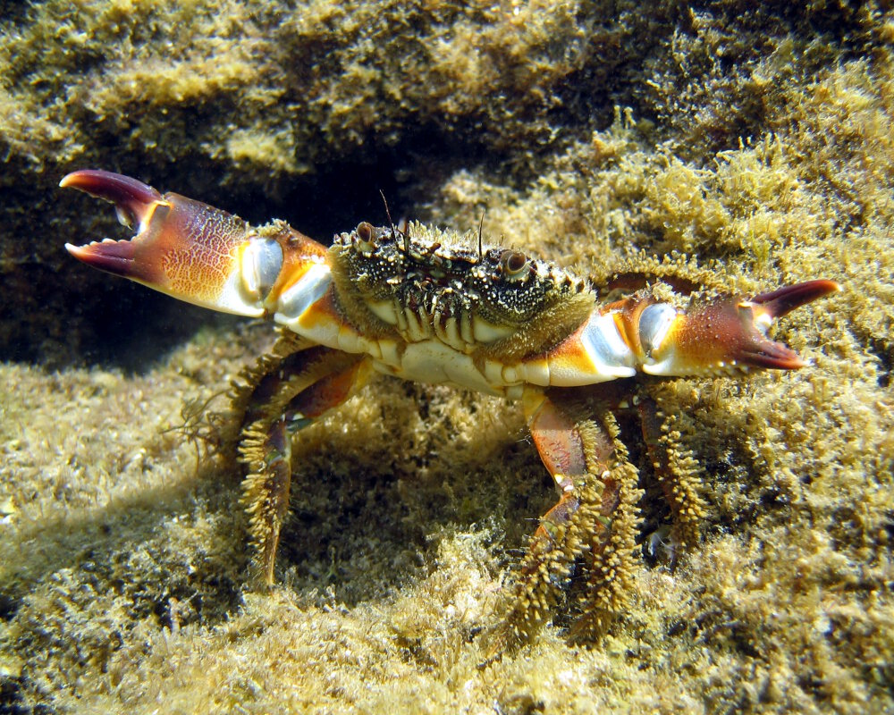 Le crabe verruqueux ou crabe jaune (Eriphia verrucosa)