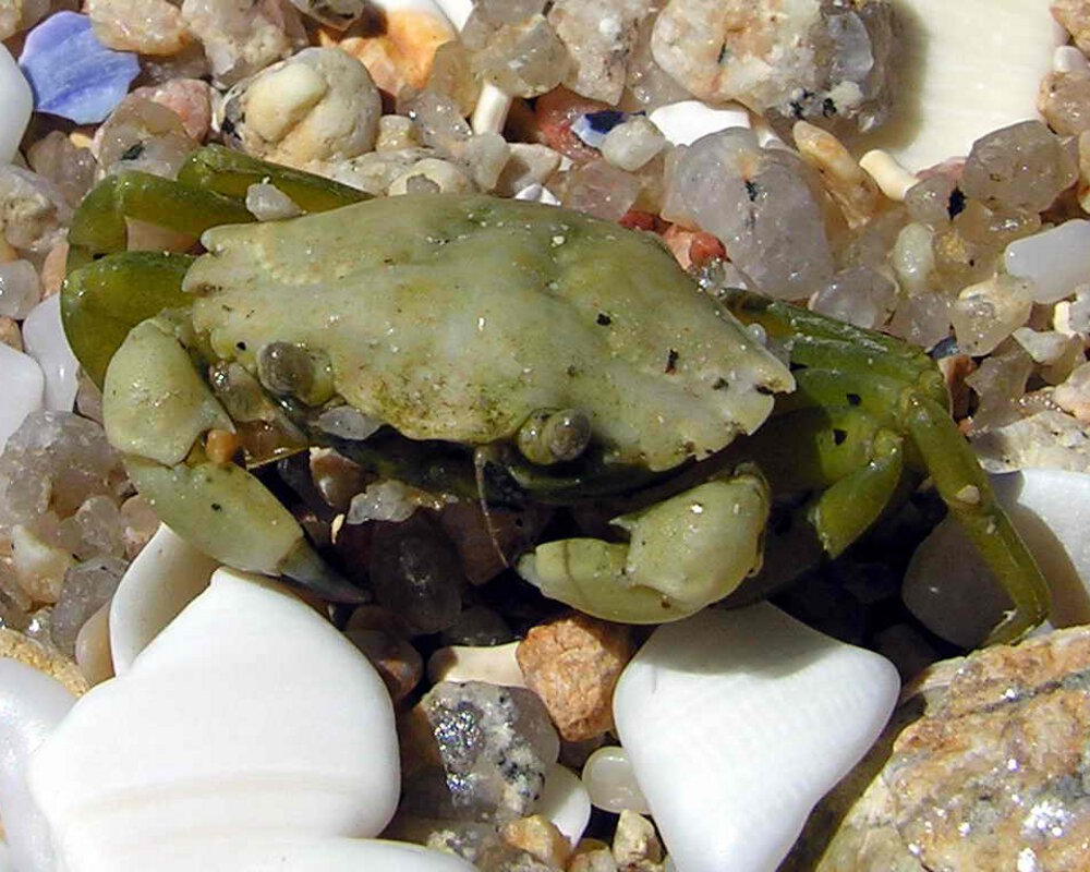 Le crabe vert (Carcinus maenas) Le crabe vert (Carcinus maenas)