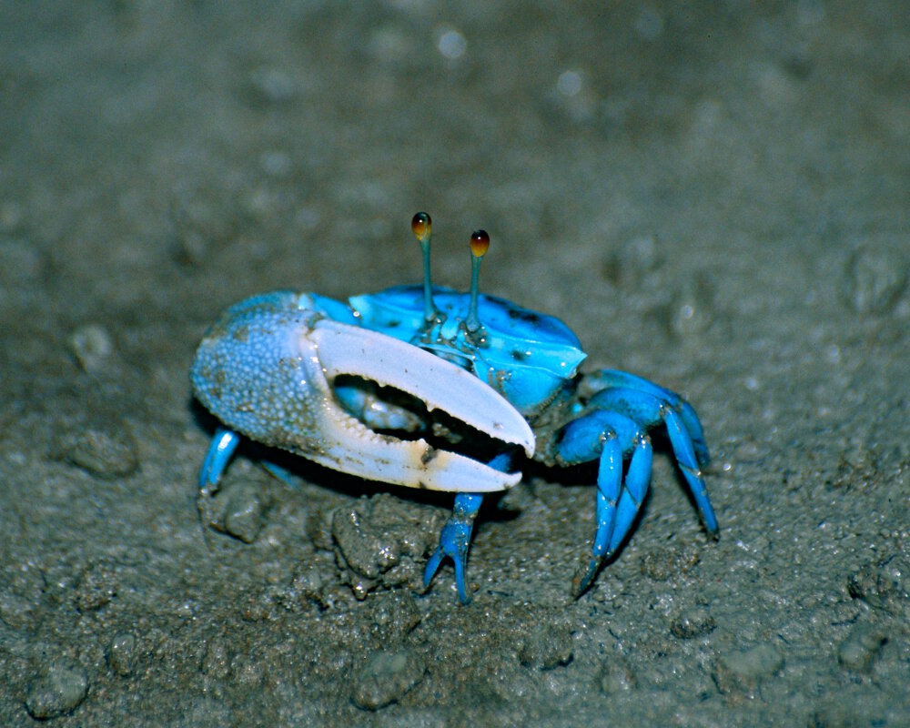 Le crabe violoniste bleu (Uca tetragonon)