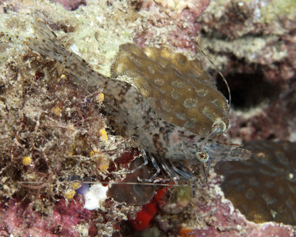 La crevette à longues pattes (Heteropenaeus longimanus) La crevette à longues pattes (Heteropenaeus longimanus)
