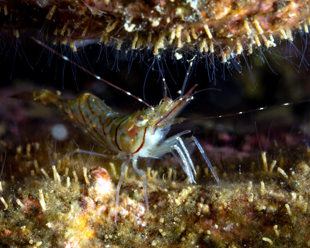 La crevette ésope (Pandalus montagui) La crevette ésope (Pandalus montagui)