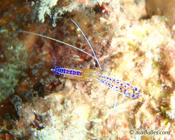 La crevette nettoyeuse de Pederson (Ancylomenes pedersoni)