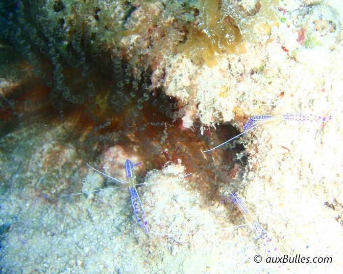 La crevette nettoyeuse de Pederson (Ancylomenes pedersoni)