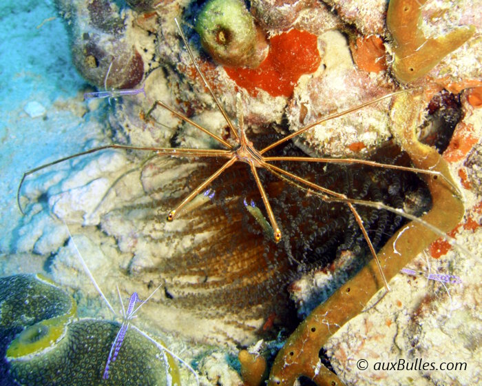 La crevette nettoyeuse de Pederson (Ancylomenes pedersoni)