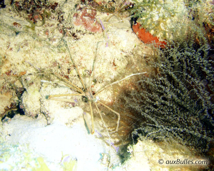 La crevette nettoyeuse de Pederson (Ancylomenes pedersoni)