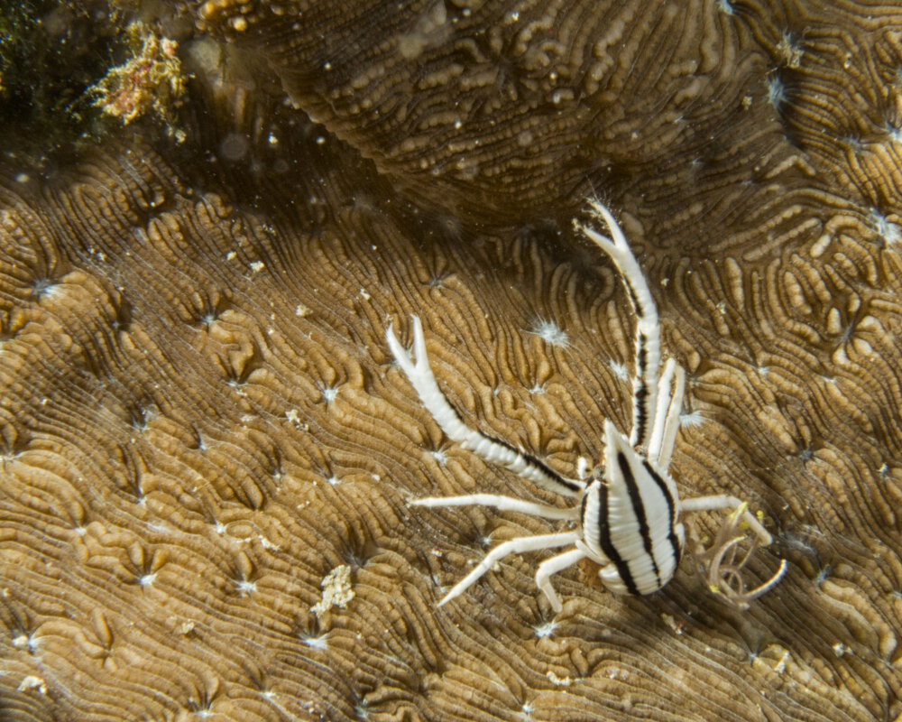 La galathée élégante des comatules (Allogalathea elegans) La galathée élégante des comatules (Allogalathea elegans)