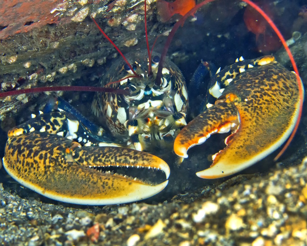 Close-up of a common European lobster (Homarus gammarus) in its rocky crevice