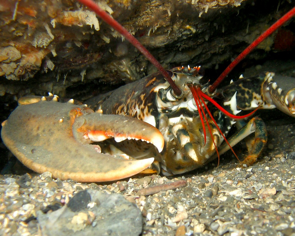A common European lobster (Homarus gammarus) nestled in a rocky crevice