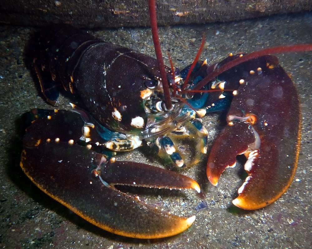 The common European lobster (Homarus gammarus) fully visible The common European lobster (Homarus gammarus) fully visible