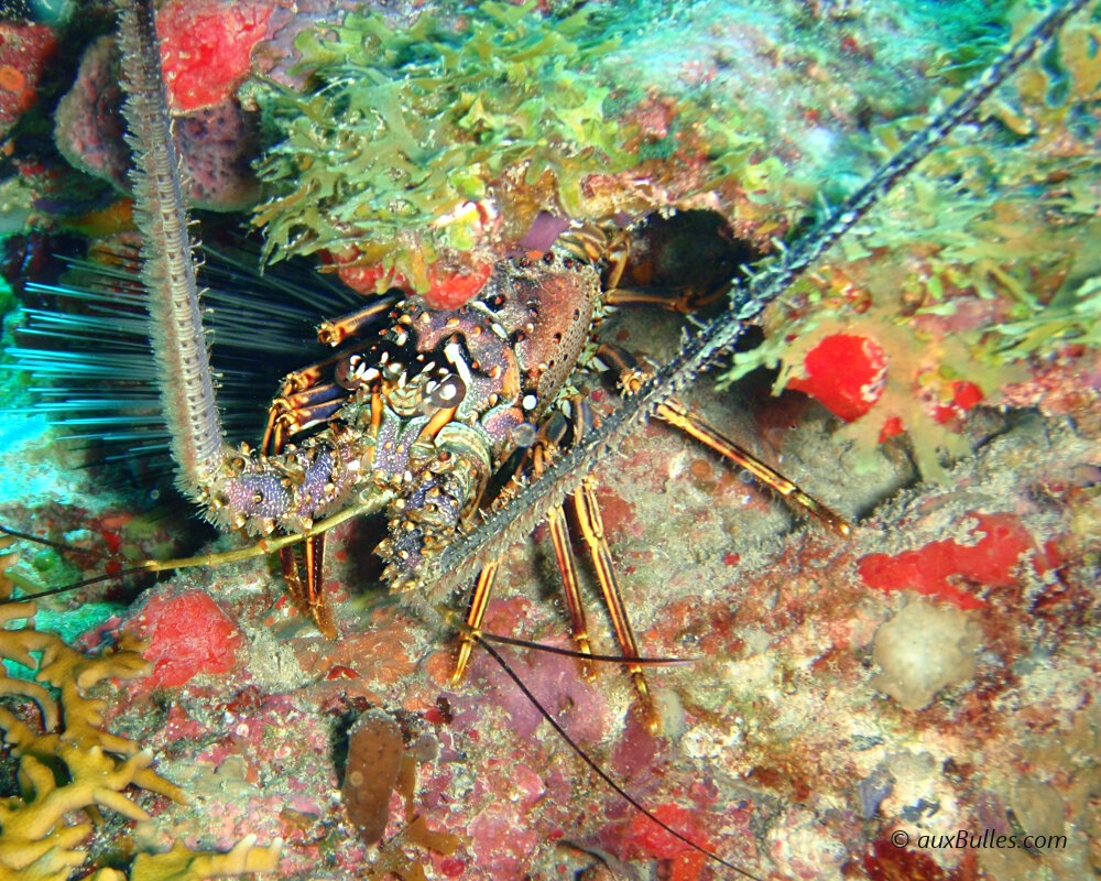 La langouste des Caraïbes ou langouste royale (Panulirus argus) La langouste des Caraïbes ou langouste royale (Panulirus argus)