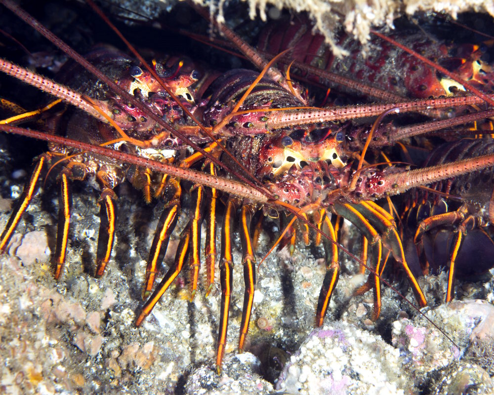 La langouste mexicaine (Panulirus interruptus)