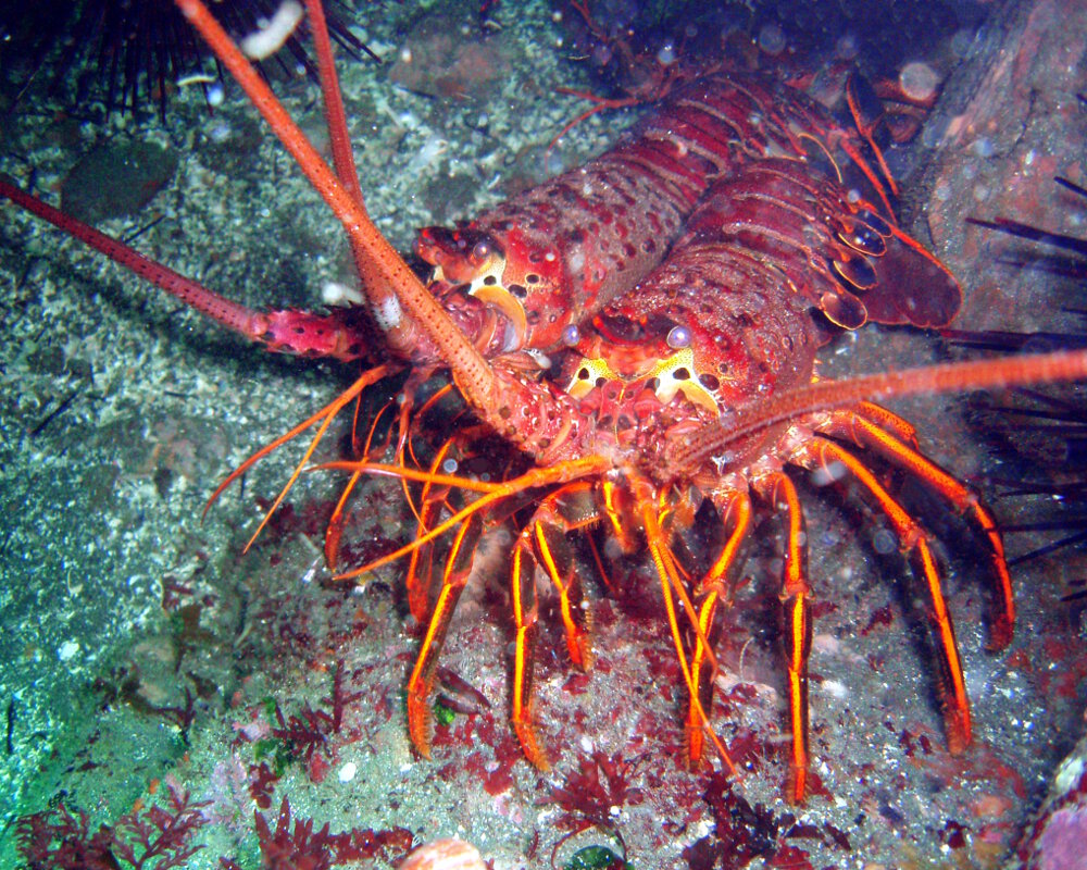 The California spiny lobster (Panulirus interruptus)