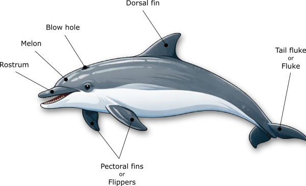 Dolphin anatomy Dolphin anatomy