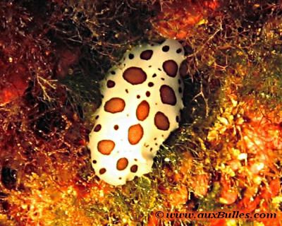 Le doris dalmatien (Peltodoris atromaculata)