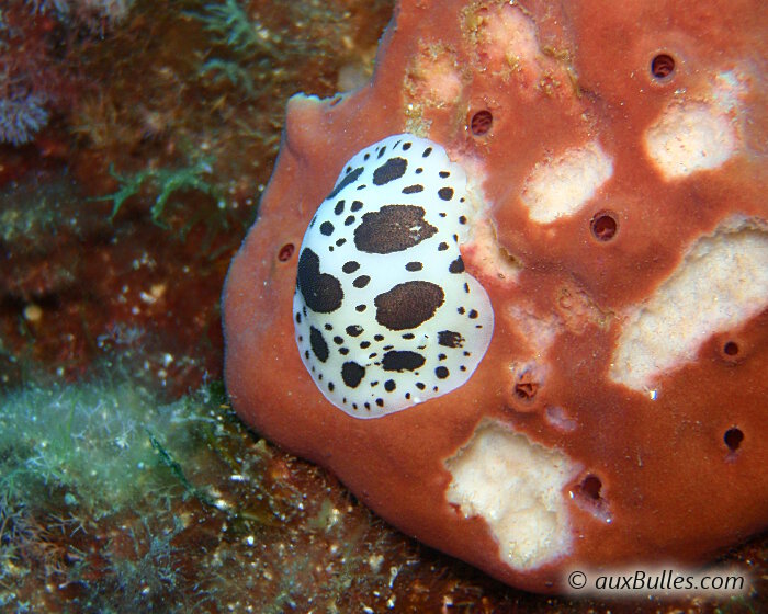 Le doris dalmatien laisse les marques de son passage sur l'éponge pierre après l'avoir brouté. Le doris dalmatien laisse les marques de son passage sur l'éponge pierre après l'avoir brouté.