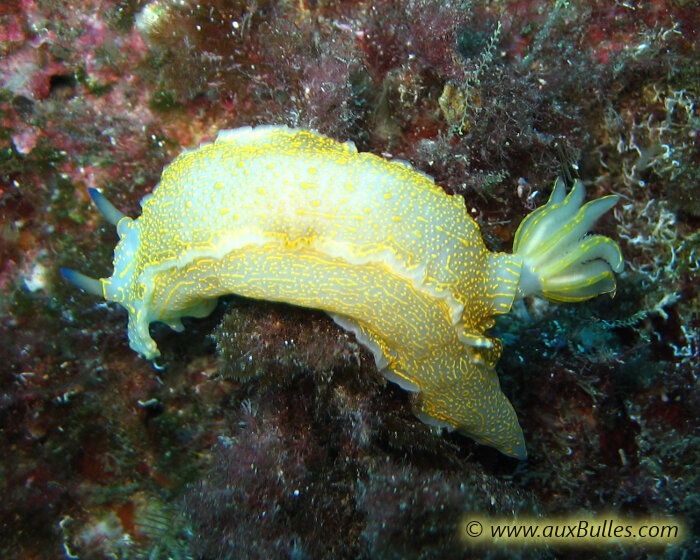 Le doris géant de Méditerranée [Hypselodoris elegans]