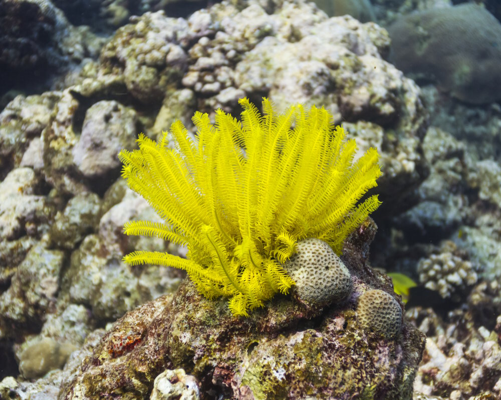 La comatule de Schlegel (Comaster schlegelii) La comatule de Schlegel (Comaster schlegelii)