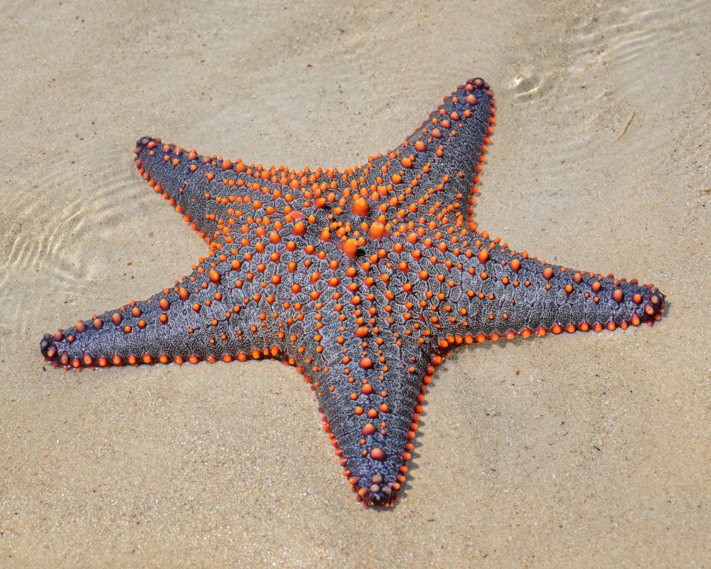 A multicolored knobbed starfish (Pentaceraster mammillatus) on the sandy bottom off the coast of Zanzibar, Tanzania A multicolored knobbed starfish (Pentaceraster mammillatus) on the sandy bottom off the coast of Zanzibar, Tanzania