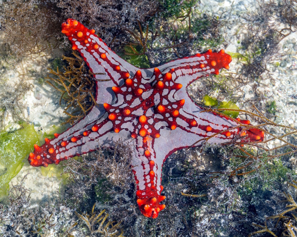 Une étoile de mer à bosses rouges (Protoreaster lincki) sur le sable humide à marée basse, à Zanzibar, en Tanzanie