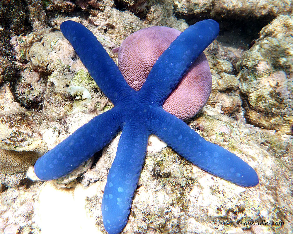 L'étoile de mer bleue se caractérise comme son nom l'indique par un corps d'un bleu intense uniforme. L'étoile de mer bleue se caractérise comme son nom l'indique par un corps d'un bleu intense uniforme.