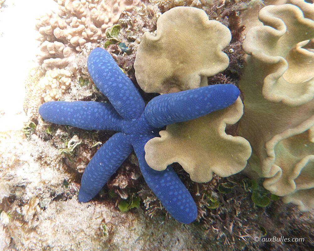 Les bras de l'étoile de mer bleue, au nombre de 5, sont de forme cylindrique et présentent une extrémité arrondie.