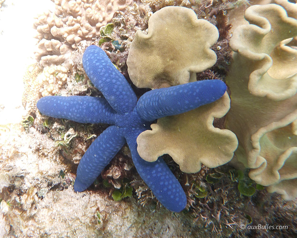 Les bras de l'étoile de mer bleue, au nombre de 5, sont de forme cylindrique et présentent une extrémité arrondie. Les bras de l'étoile de mer bleue, au nombre de 5, sont de forme cylindrique et présentent une extrémité arrondie.