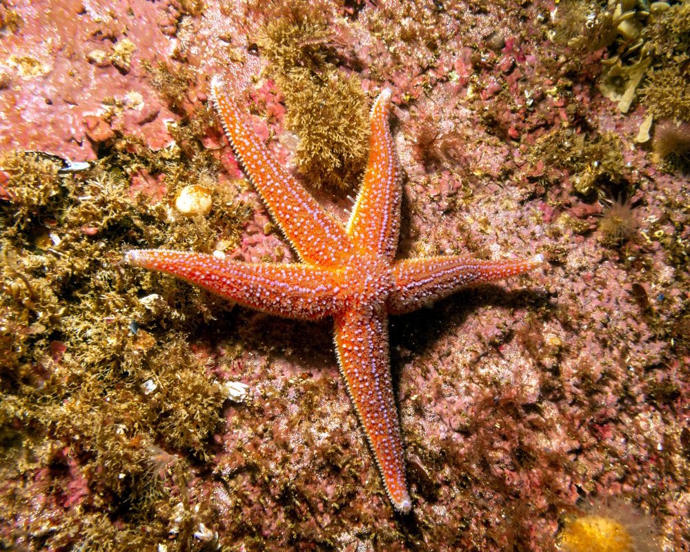 Gros plan sur une étoile de mer commune (Asterias rubens) dans les îles de Väder, en mer du Skagerrak, en Suède
