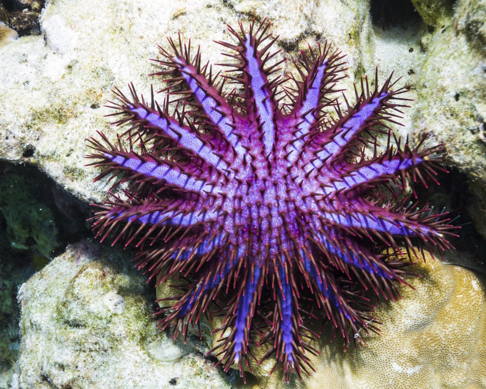 L'étoile de mer couronne d'épines (Acanthaster planci)