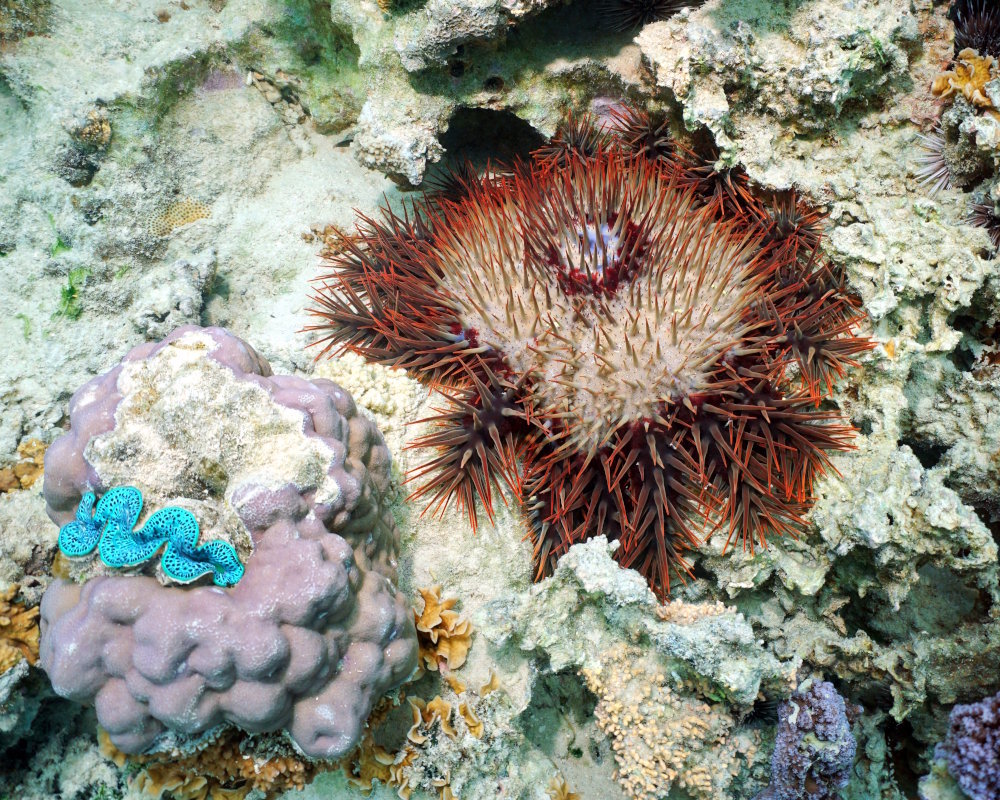 L'étoile de mer couronne d'épines (Acanthaster planci)