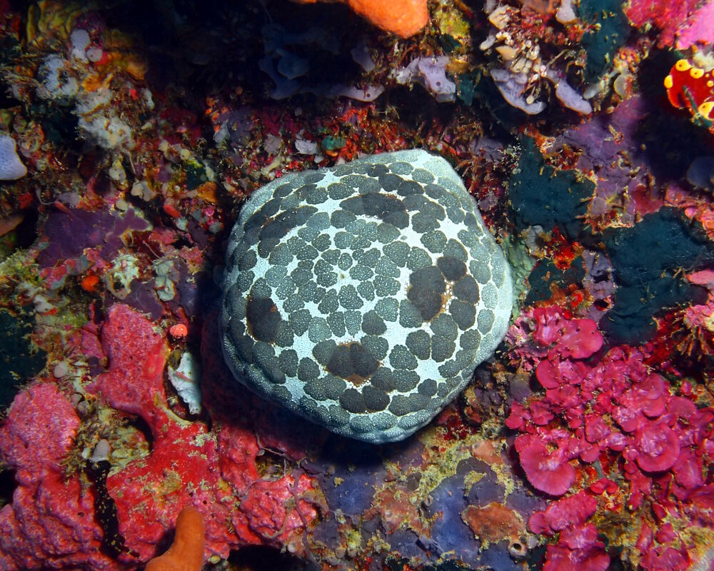 L'étoile de mer coussin du Pacifique (Culcita novaeguineae) L'étoile de mer coussin du Pacifique (Culcita novaeguineae)