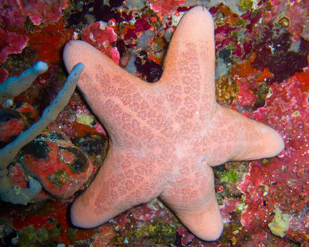 L'étoile de mer coussin granuleuse (Choriaster granulatus)