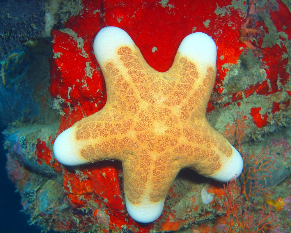 L'étoile de mer coussin granuleuse (Choriaster granulatus)