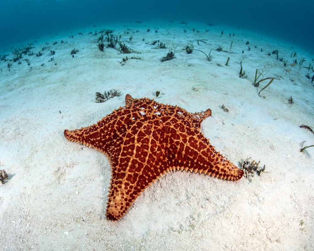 L'étoile de mer coussin réticulée (Oreaster reticulatus)
