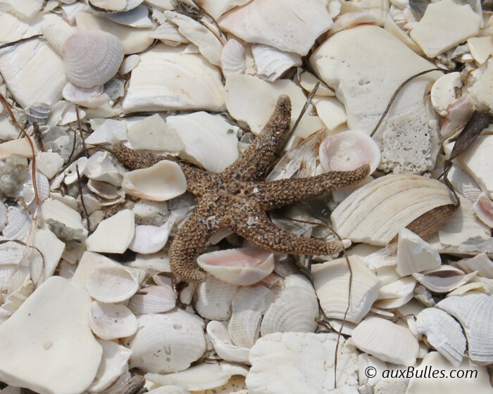 Une étoile de mer desséchée sur une plage jonchée de morceaux de coquillage !
