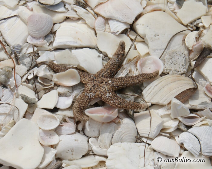 Une étoile de mer desséchée sur une plage jonchée de morceaux de coquillage ! Une étoile de mer desséchée sur une plage jonchée de morceaux de coquillage !