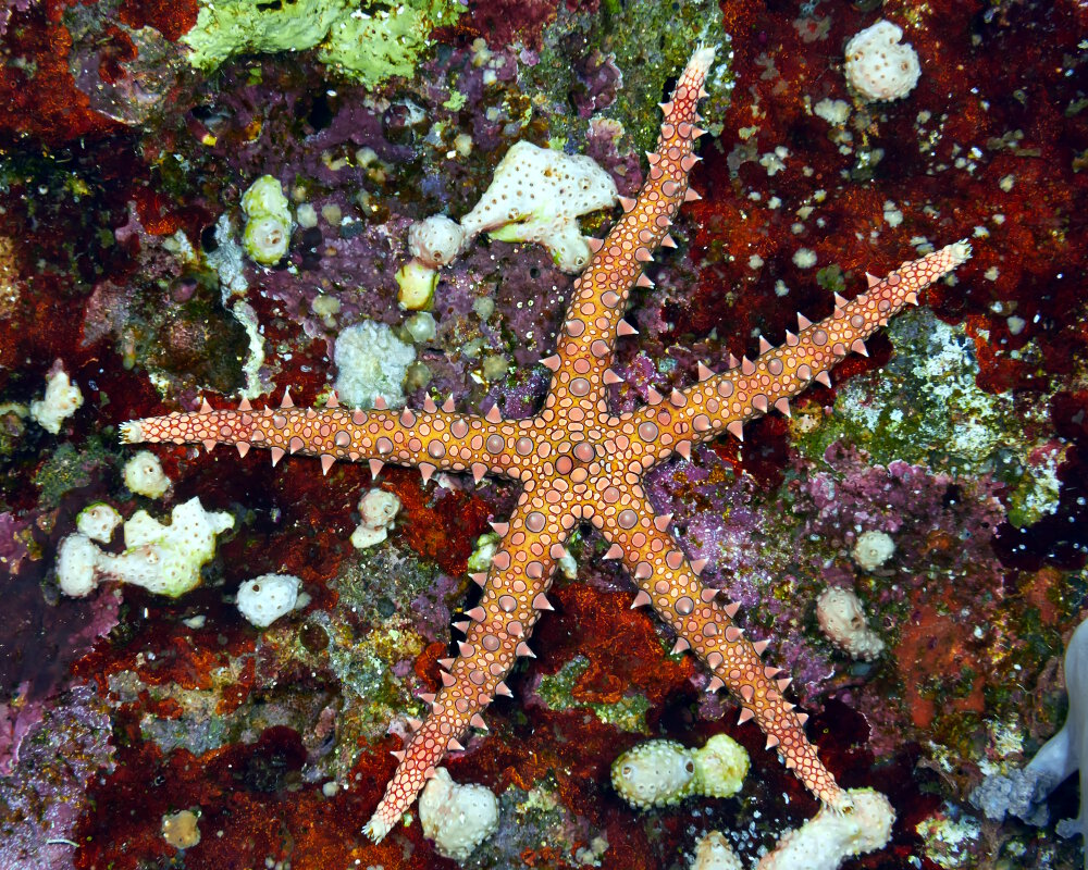 L'étoile de mer égyptienne (Gomophia egyptiaca)