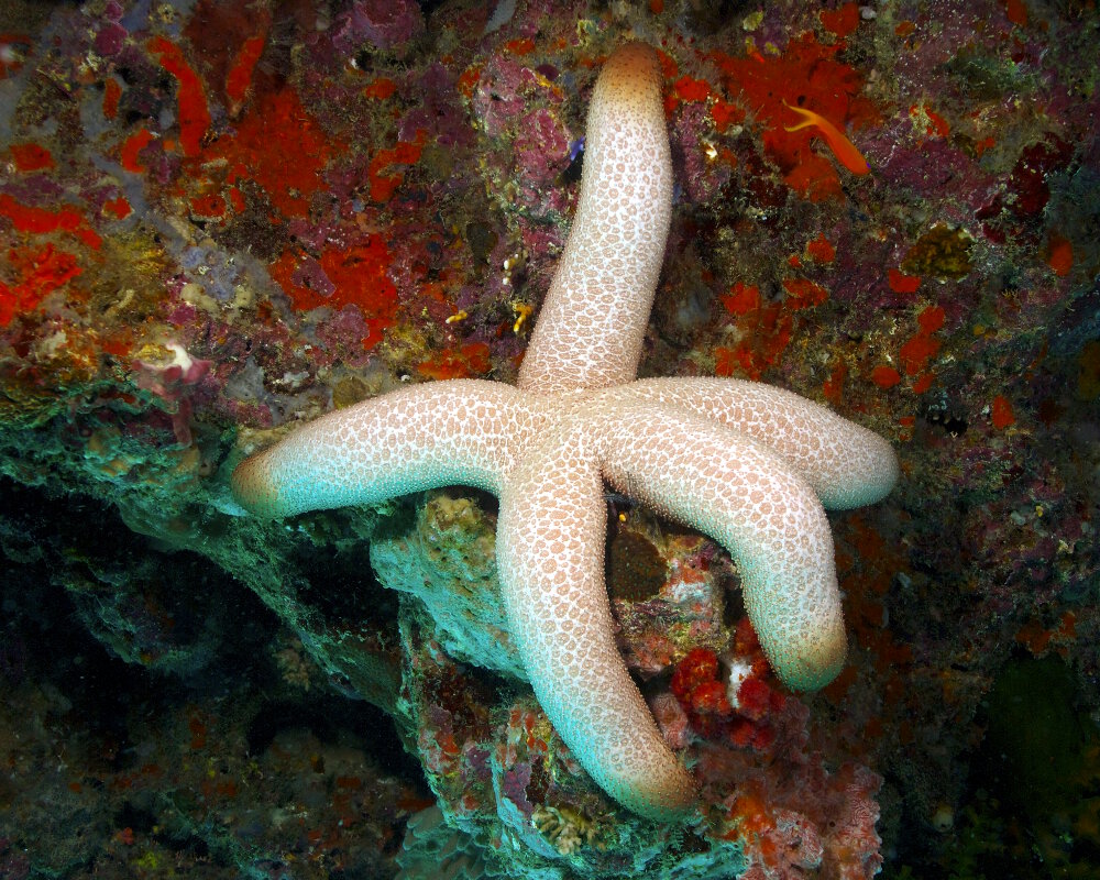 L'étoile de mer géante (Thromidia catalai) L'étoile de mer géante (Thromidia catalai)
