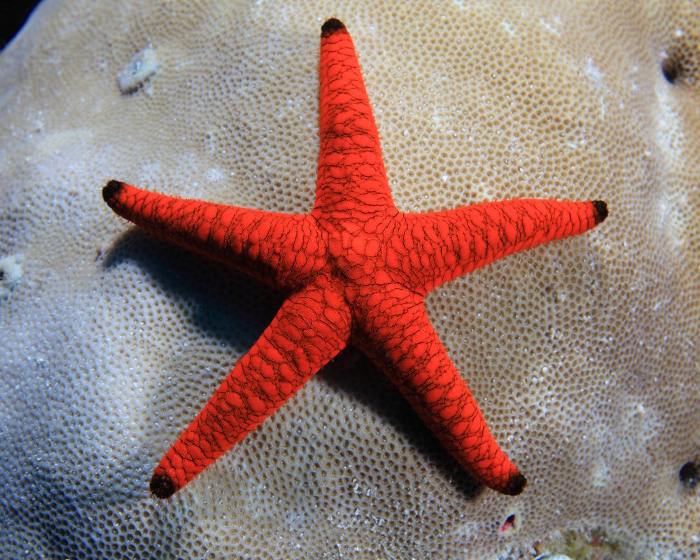 An Indian sea star (Fromia indica) resting on a coral reef An Indian sea star (Fromia indica) resting on a coral reef