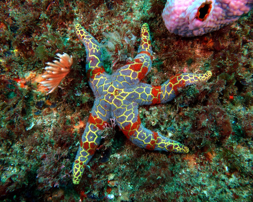 L'étoile de mer mosaïque (Plectaster decanus)