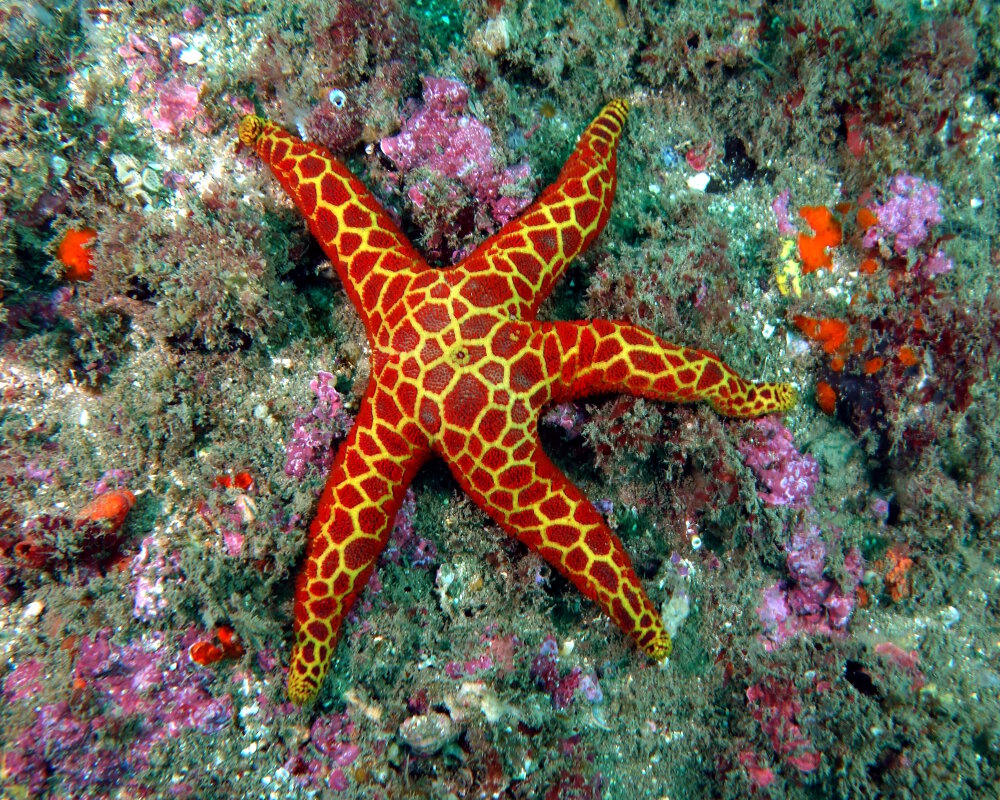 L'étoile de mer mosaïque (Plectaster decanus) est revêtue d'une belle mosaïque rouge aux joints d'un jaune vif !