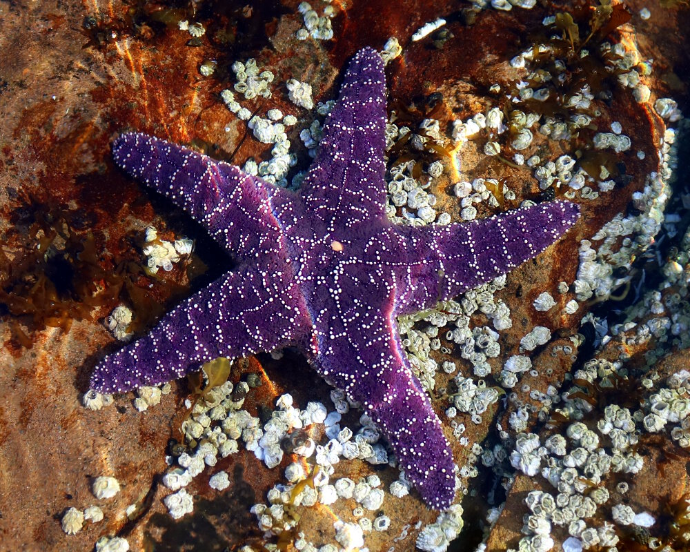 L'étoile de mer pourpre ou ocre (Pisaster ochraceus) L'étoile de mer pourpre ou ocre (Pisaster ochraceus)