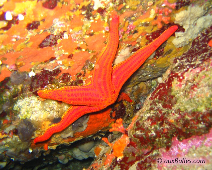 Une étoile de mer rouge sous un surplomb rocheux Une étoile de mer rouge sous un surplomb rocheux