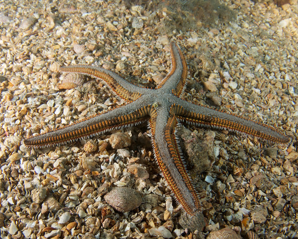 Une étoile de mer royale (Astropecten articulatus) sous le Blue Heron Bridge, à Palm Beach, en Floride