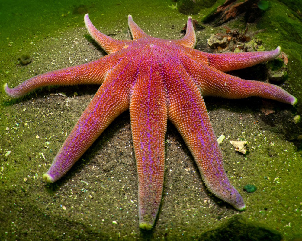A purple sun star (Solaster endeca) resting on a sandy bottom in Loch Leven, near Glencoe, Scotland
