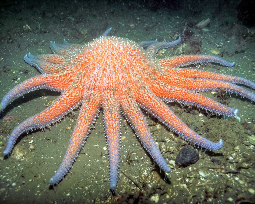 L'étoile de mer soleil (Pycnopodia helianthoides)