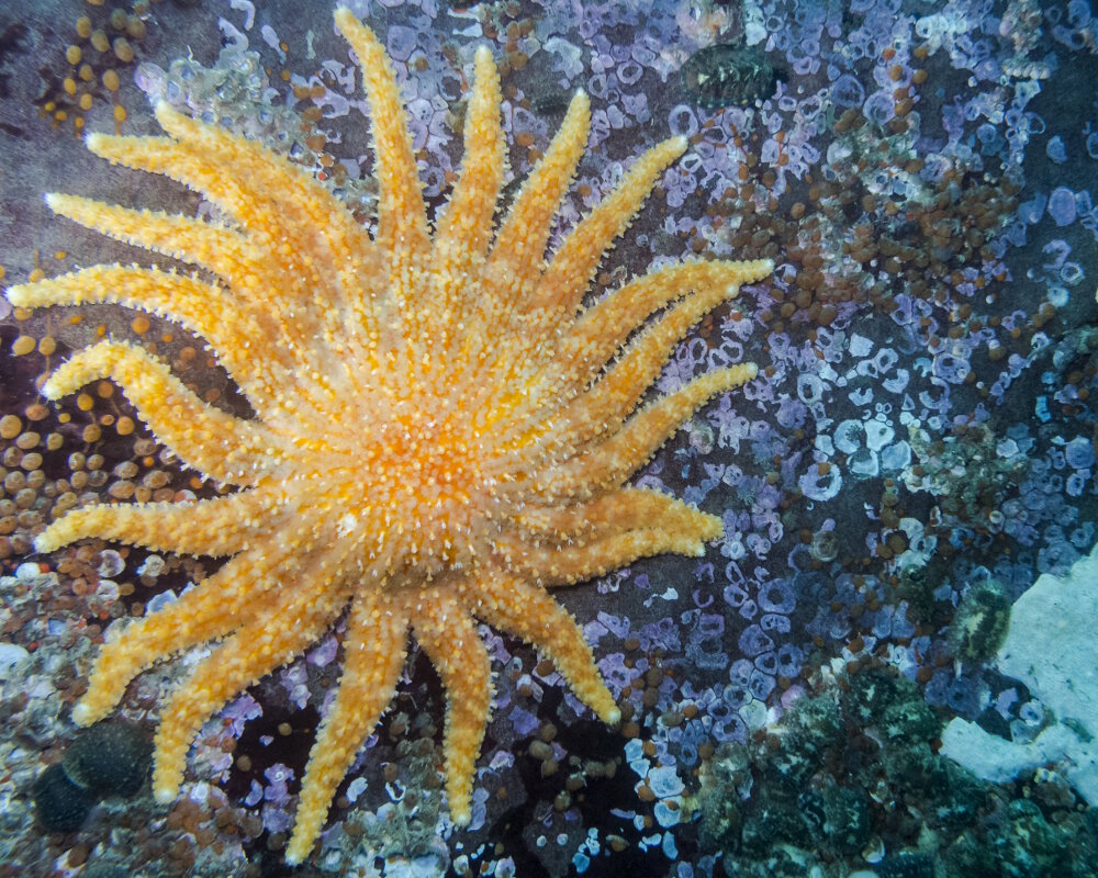 L'étoile de mer soleil (Pycnopodia helianthoides)