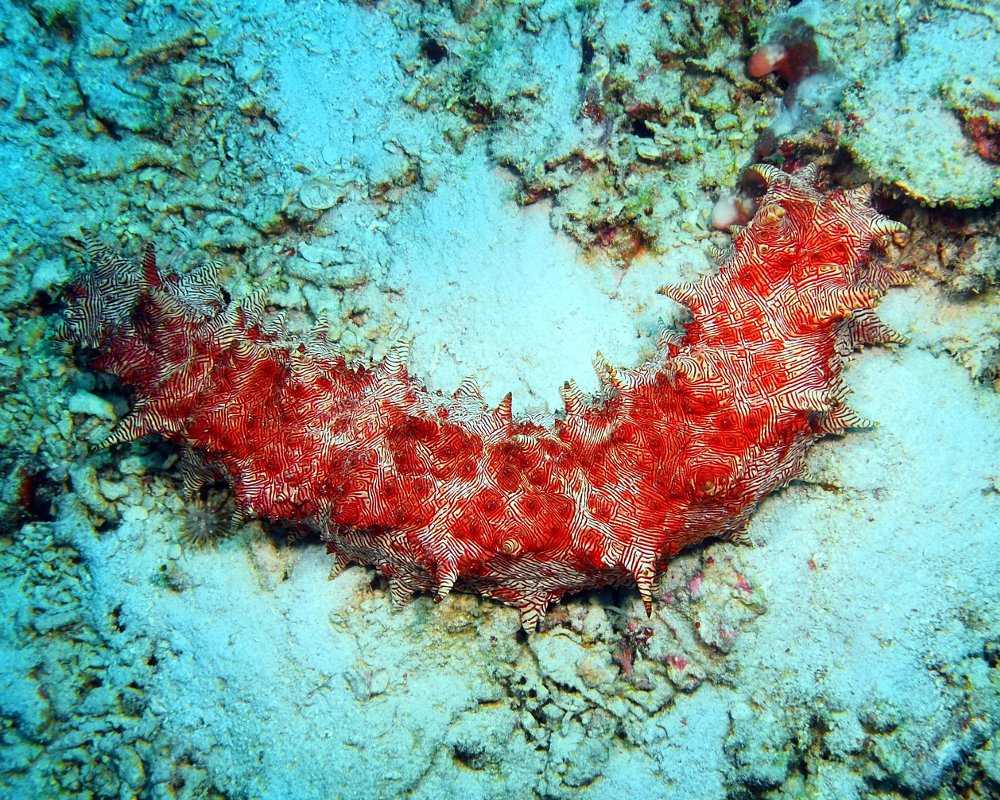 Le concombre de mer à rayures rouges (Thelenota rubralineata) Le concombre de mer à rayures rouges (Thelenota rubralineata)
