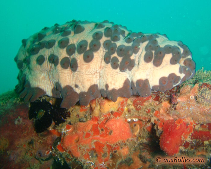 Le concombre de mer cookie (Isostichopus badionotus)