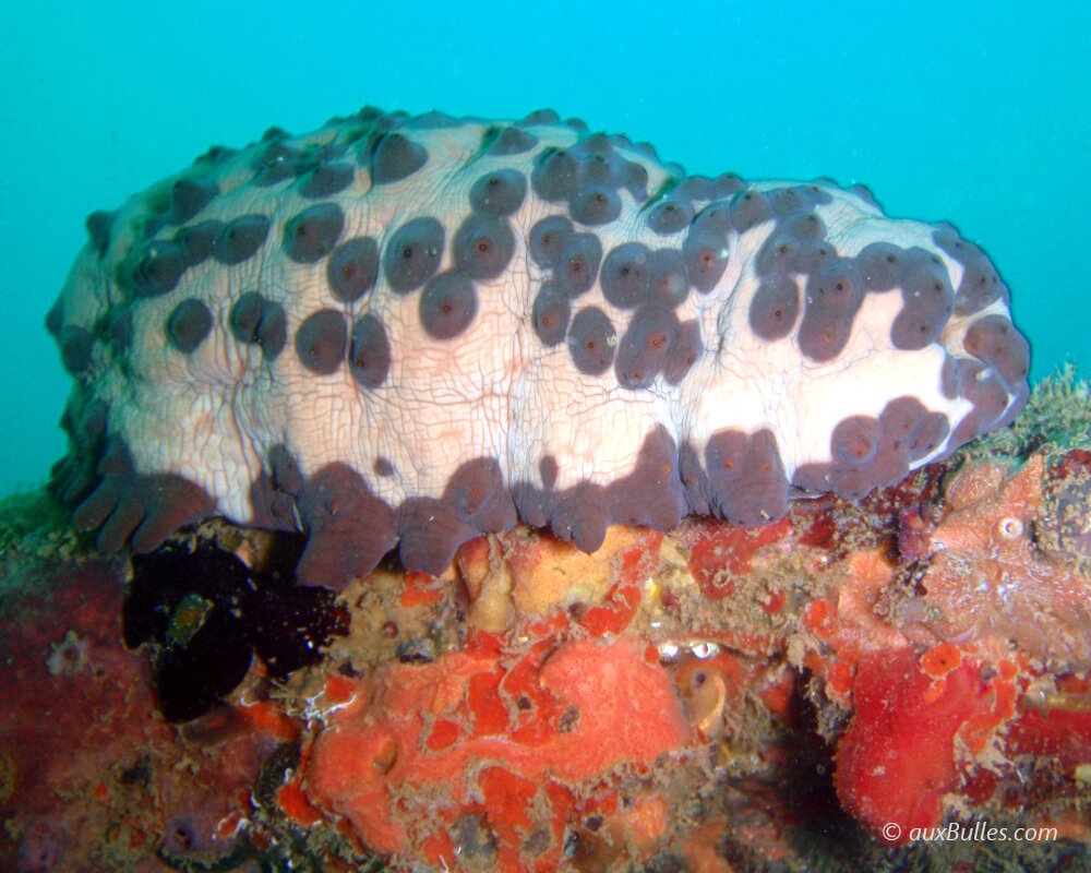 Le concombre de mer cookie (Isostichopus badionotus)